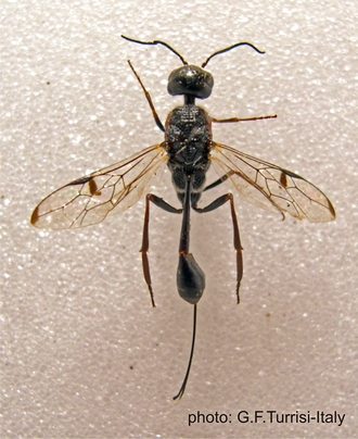 Pristaulacus_smithi-holotypus_Turrisi_Museum Linz
